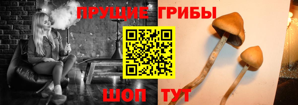 Галлюциногенные грибы Cubensis  Псилоцибиновые грибы мицелий  Вход с VPN  Малгобек 
